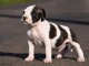 chiot American staffordshire terrier