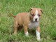 chiot American staffordshire terrier