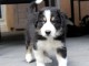 Chiots Border Collie Adoption