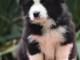 Chiots Border Collie Adoption