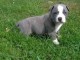 chiot American staffordshire terrier