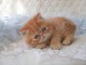  Chatons exotic shorthair