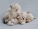 chatons Ragdoll femelles et mâles