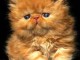 Chaton persan disponible