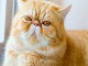  Chatons exotic shorthair