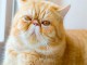 Chatons exotic shorthair