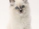 Chatons Ragdoll disponible