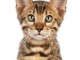 Chatons Bengal pour famille