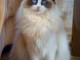  Chatons Ragdoll beaux