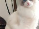 Chatons Ragdoll disponible