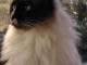 Chatons Ragdoll pour famille