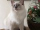 Chatons Ragdoll pour famille