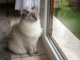 Chatons Ragdoll pour famille