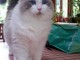 Chatons Ragdoll de compagnie