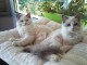 Chatons Ragdoll de compagnie