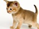 Chatons persans pour famille