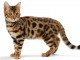 Magnifique chaton bengal