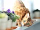 Magnifique chaton bengal