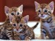 Chatons Bengal pour famille