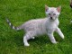 Magnifique chaton bengal