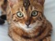    Chatons exotic shorthair