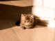 Chatons exotic shorthair