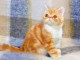 Chatons exotic shorthair