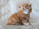 Chatons exotic shorthair