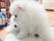 Chiots Spitz Nain Offre 