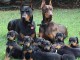 Chiots Dobermann Adoption