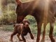 Chiots Dobermann Adoption