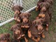 Chiots Dobermann Adoption