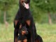 Chiots Dobermann Adoption