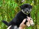 Chiot shiba inu a donner