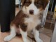 Magnifique Chiots Berger Australien Disponible