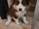 Magnifique Chiots Berger Australien Disponible