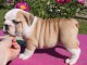 Adorables chiots Bulldog Anglais pure race