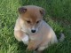 chiot shiba inu trois mois