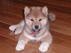 chiot shiba inu trois mois