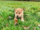 magnifiques chiot shiba inu