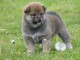 chiot shiba inu trois mois