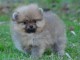 A adopté chiot spitz allemand femelle