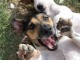 2 Femelles jack Russell stérilisées 