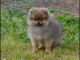 A adopté chiot spitz allemand femelle