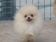 A adopté chiot spitz allemand femelle