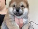 chiot shiba inu trois mois