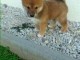 chiot shiba inu trois mois