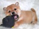 chiot shiba inu trois mois