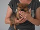 A adopté chiot spitz allemand femelle