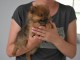 A adopté chiot spitz allemand femelle